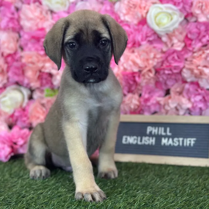 Male English Mastiff puppy named Phill for sale at Pet Express Saugus.