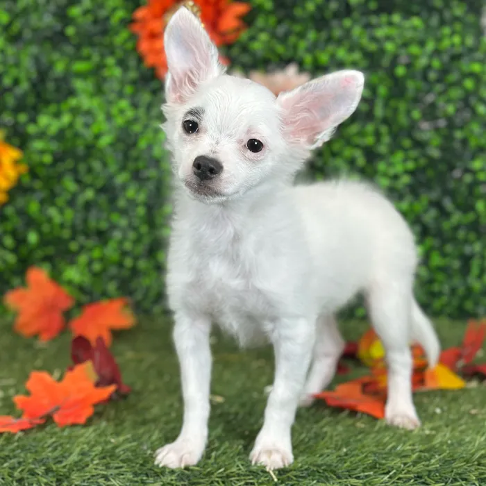 Male Chihuahua puppy named Mel for sale at Pet Express Saugus.