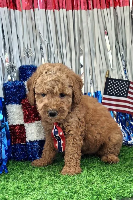 Male Mini Newfypoo 2Nd Gen puppy named Glenn for sale at Pet Express Saugus.