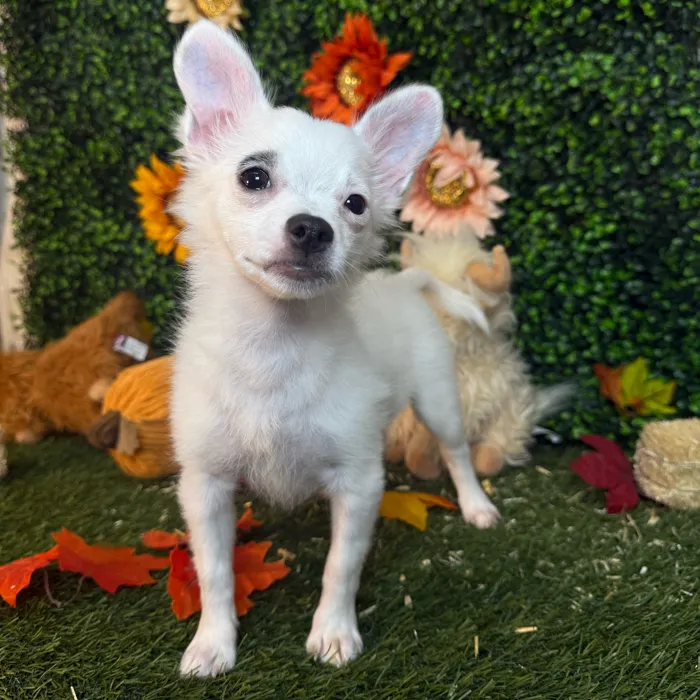 Male Chihuahua puppy named Mel for sale at Pet Express Saugus.