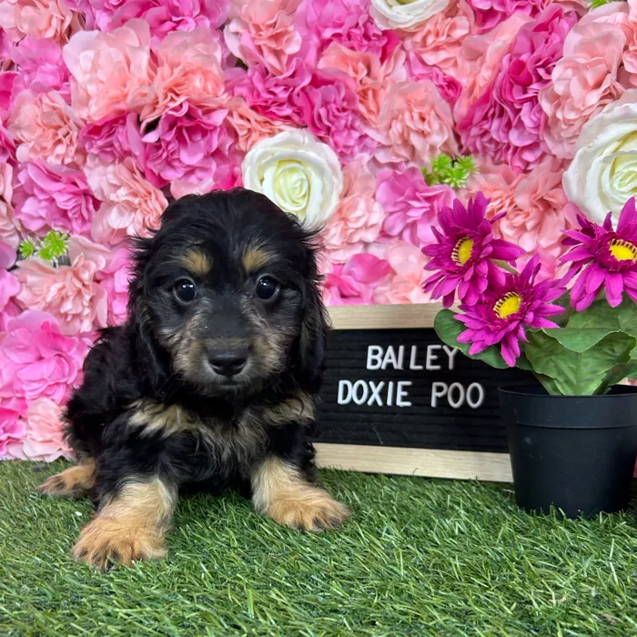Female Doxie-Poo puppy named Bailey for sale at Pet Express Braintree.
