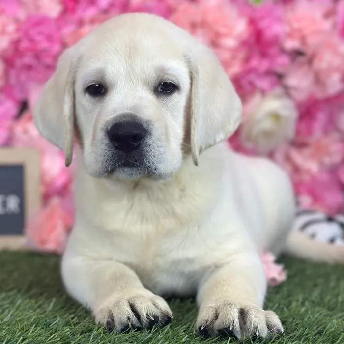 Male Labrador Retriever puppy named Harry for sale at Pet Express Saugus.