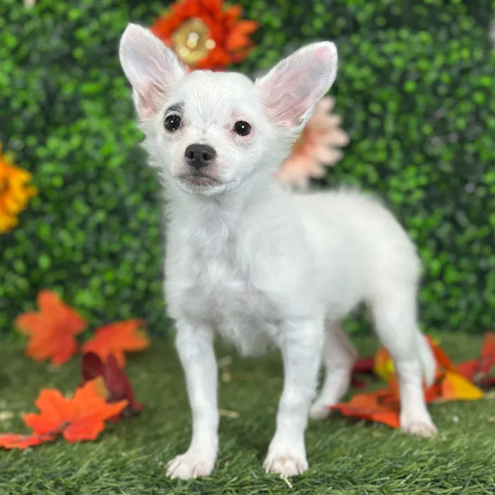 Male Chihuahua puppy named Mel for sale at Pet Express Saugus.