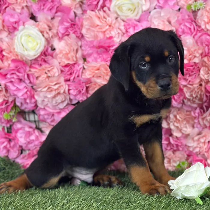 Male Rottweiler puppy named Dean for sale at Pet Express Saugus.
