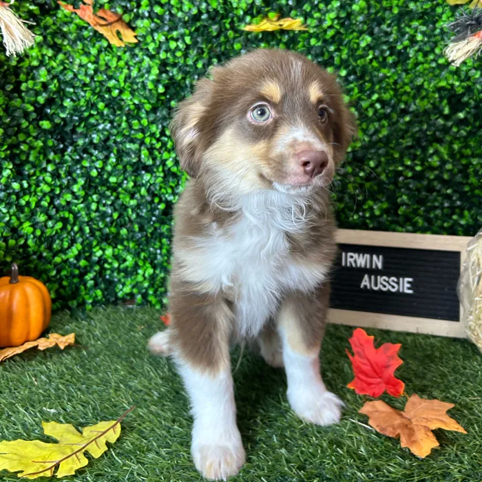 Male Miniature Australian Shepherd puppy named Irwin for sale at Pet Express Braintree.