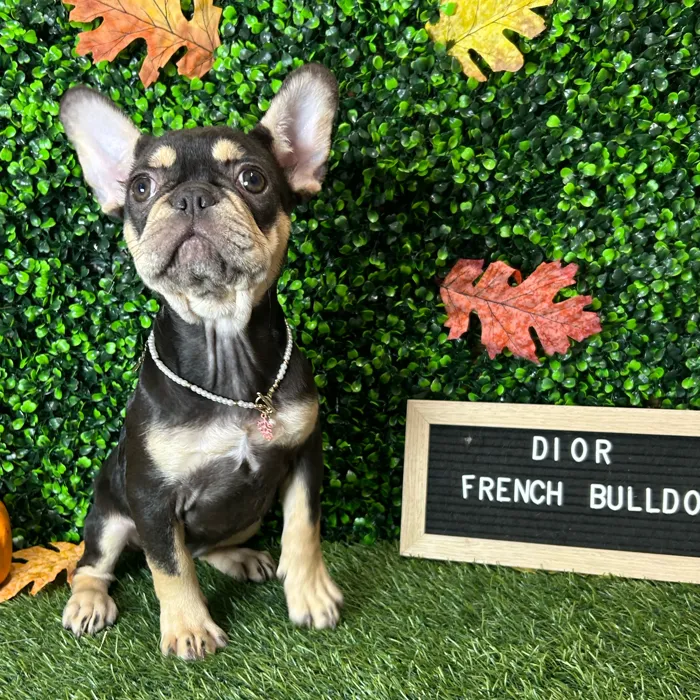 Female French Bulldog puppy named Dior for sale at Pet Express Braintree.