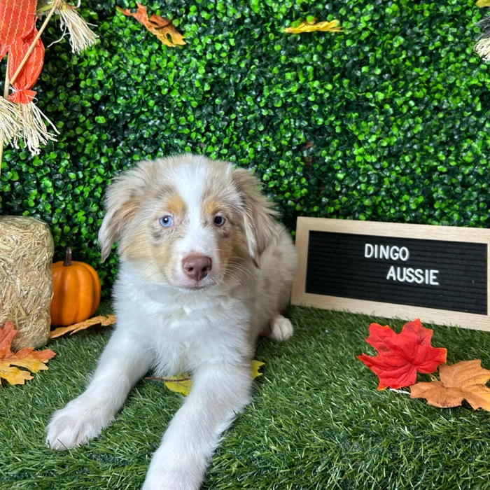 Male Miniature Australian Shepherd puppy named Dingo for sale at Pet Express Braintree.