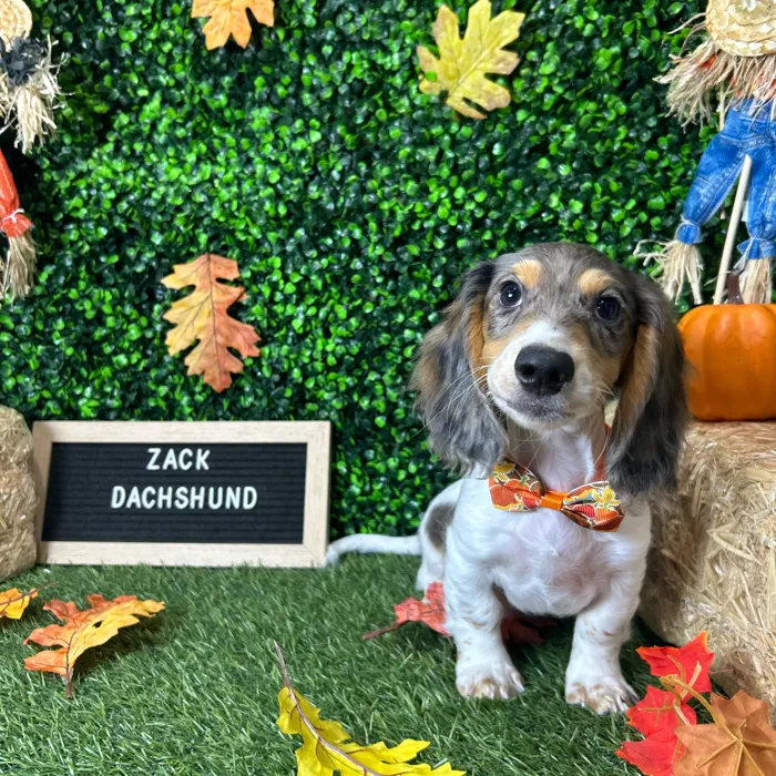 Male Dachshund puppy named Zack for sale at Pet Express Braintree.