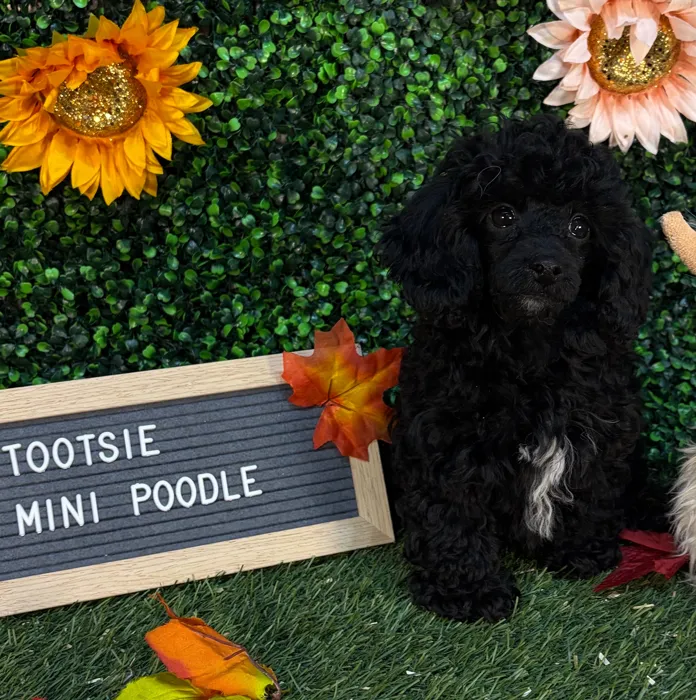 Female Poodle (Mini) puppy named Tootsie for sale at Pet Express Saugus.