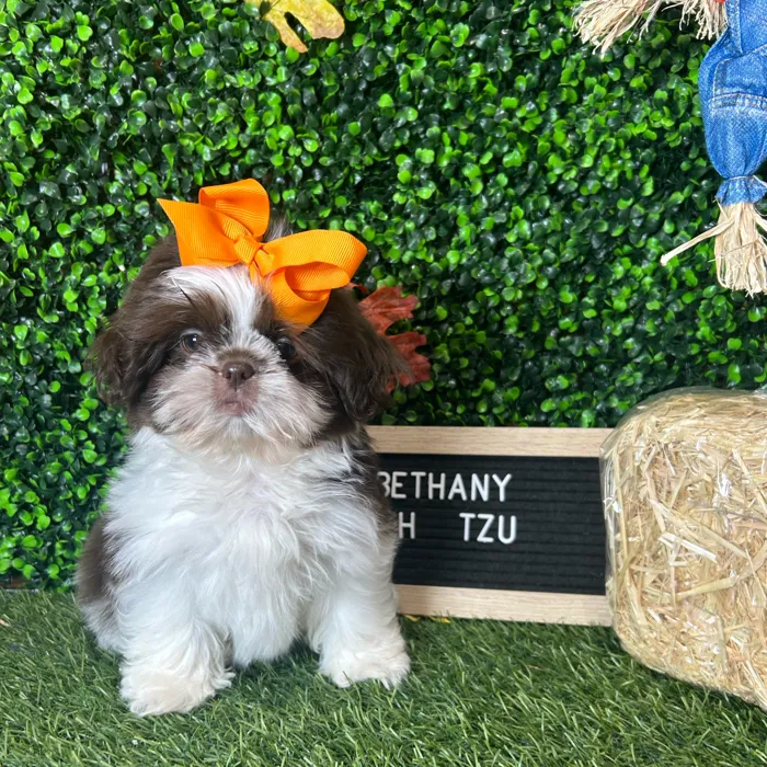 Female Shih Tzu puppy named Bethany for sale at Pet Express Braintree.