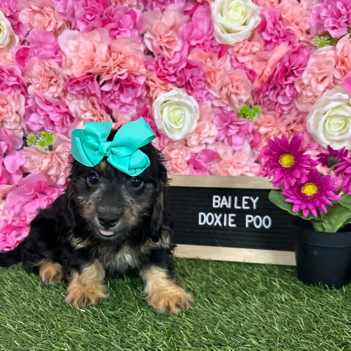 Female Doxie-Poo puppy named Bailey for sale at Pet Express Braintree.