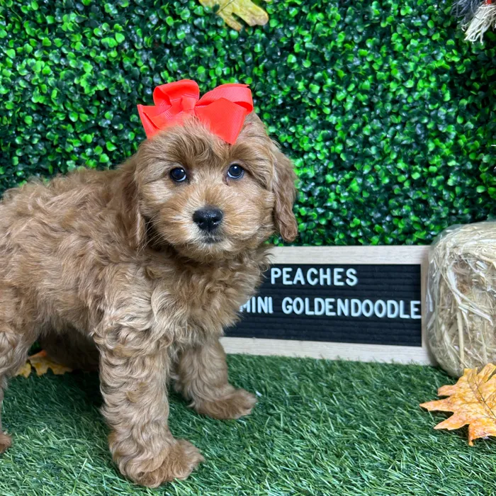 Female Mini Goldendoodle 2Nd Gen puppy named Peaches for sale at Pet Express Braintree.