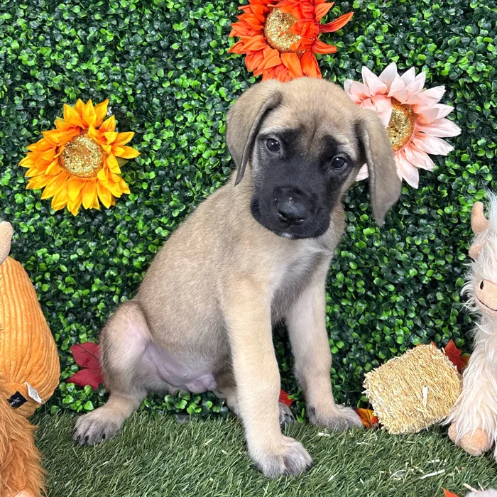 Male English Mastiff puppy named Phill for sale at Pet Express Saugus.