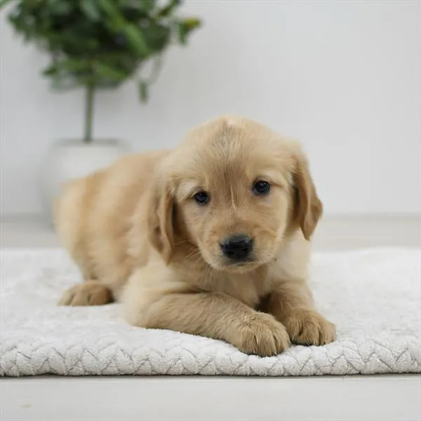 Female Golden Retriever puppy named Muffin for sale at Pet Express Braintree.