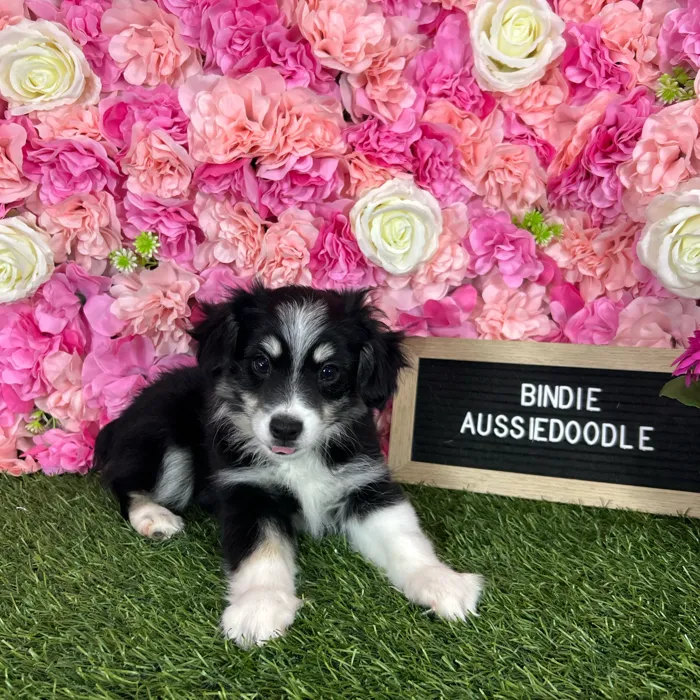 Female Aussiedoodle 2Nd Gen puppy named Bindie for sale at Pet Express Braintree.
