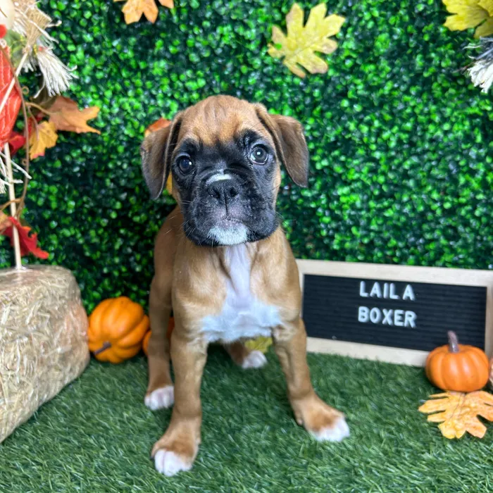 Female Boxer puppy named Laila for sale at Pet Express Braintree.