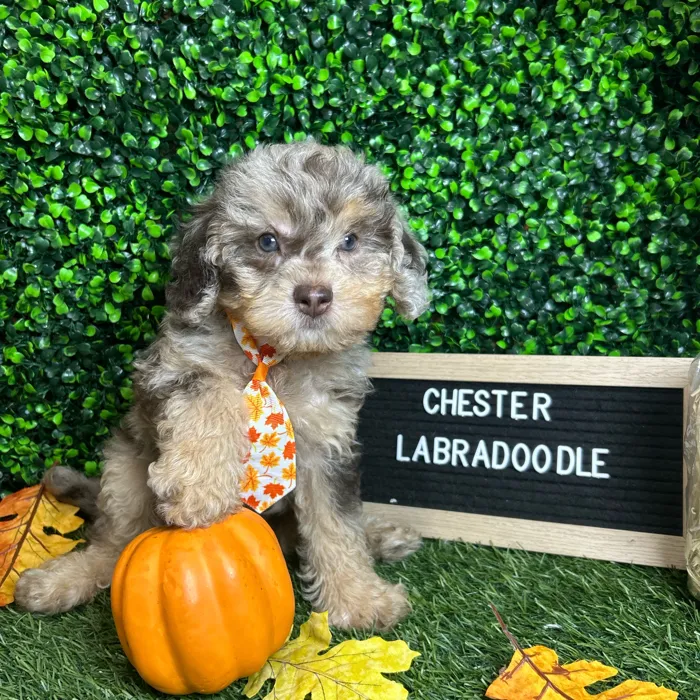 Male Mini Labradoodle 2Nd Gen puppy named Chester for sale at Pet Express Braintree.