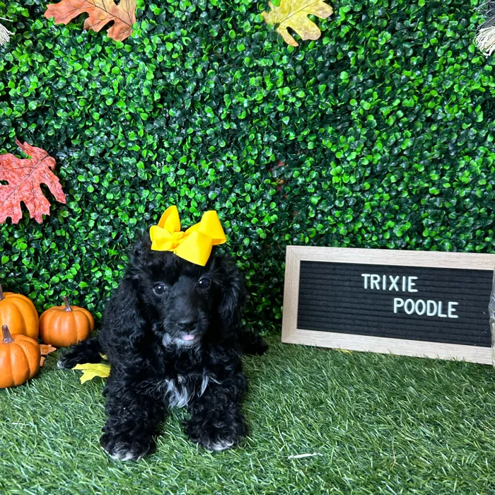 Female Poodle (Mini) puppy named Trixie for sale at Pet Express Braintree.