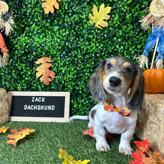 Male Dachshund puppy named Zack for sale at Pet Express Braintree.
