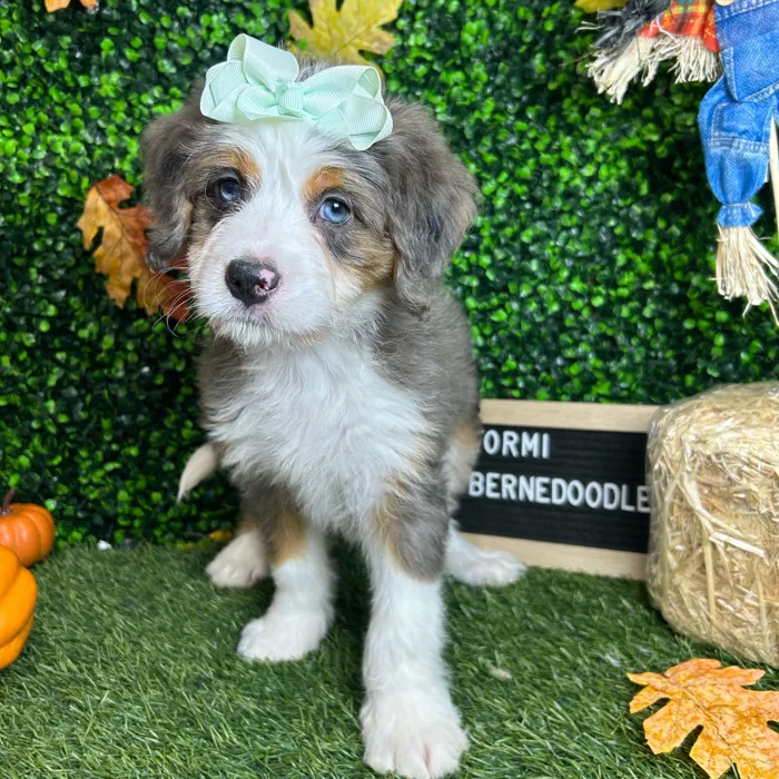 Female Mini Bernedoodle puppy named Stormi for sale at Pet Express Braintree.