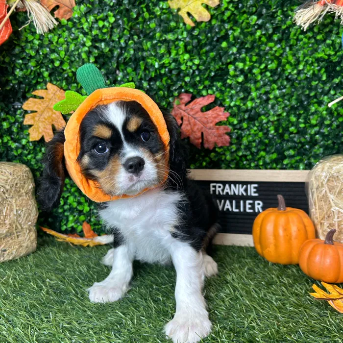 Male Cavalier King Charles Spaniel puppy named Frankie for sale at Pet Express Braintree.