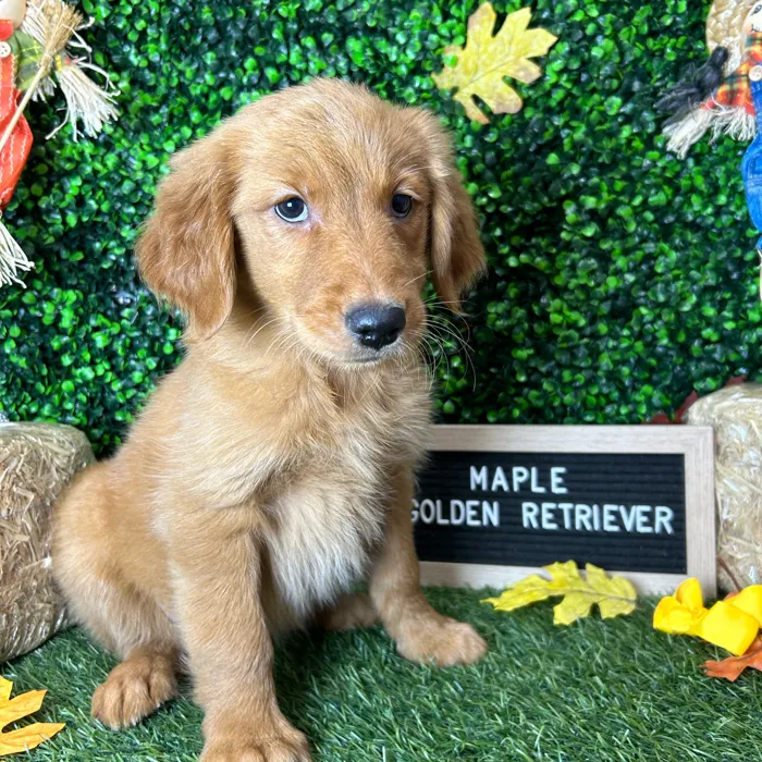 Female Golden Retriever puppy named Maple for sale at Pet Express Braintree.