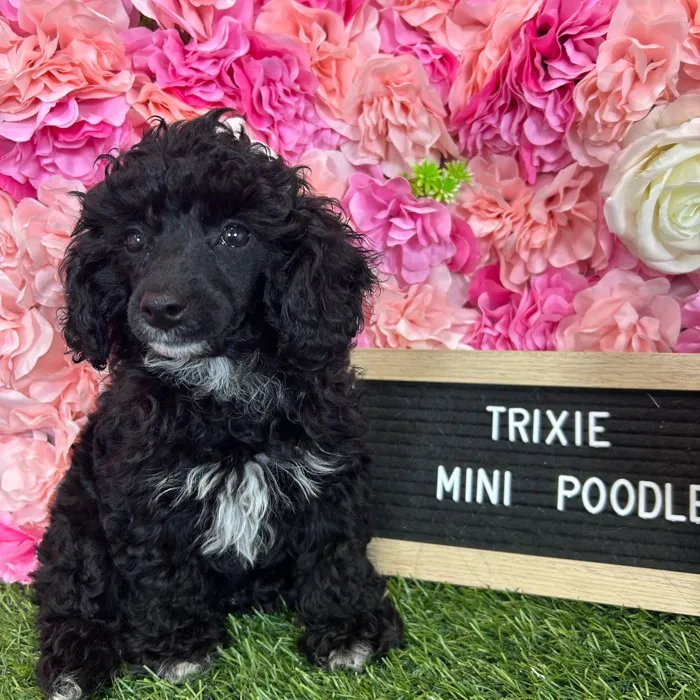 Female Poodle (Mini) puppy named Trixie for sale at Pet Express Braintree.