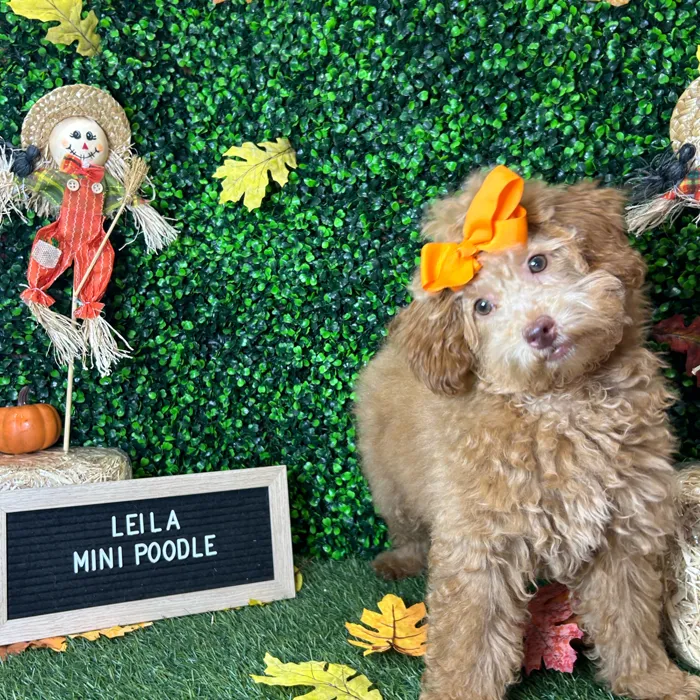 Female Poodle (Mini) puppy named Leila for sale at Pet Express Braintree.