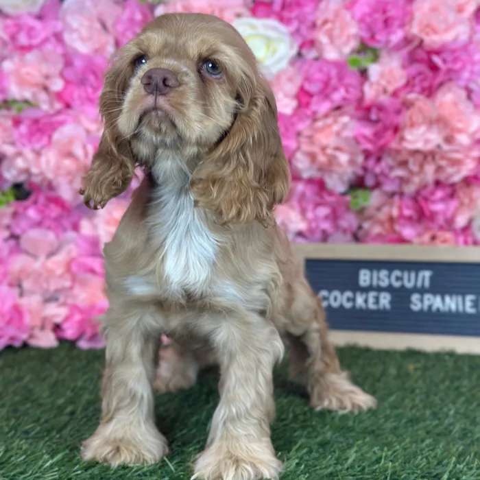 Female Cocker Spaniel puppy named Biscuit for sale at Pet Express Saugus.