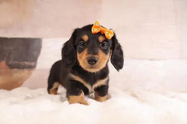 Female Dachshund puppy named Lela for sale at Pet Express Saugus.