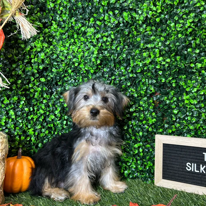 Male Silky Terrier puppy named Tino for sale at Pet Express Braintree.