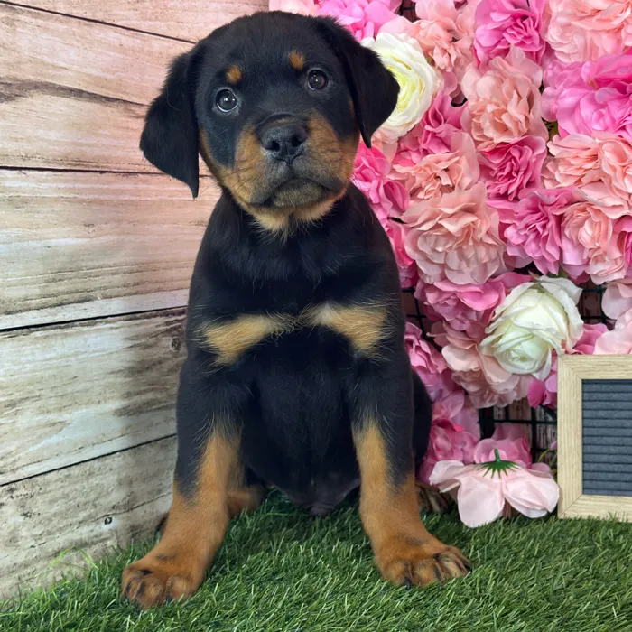 Male Rottweiler puppy named Dean for sale at Pet Express Saugus.