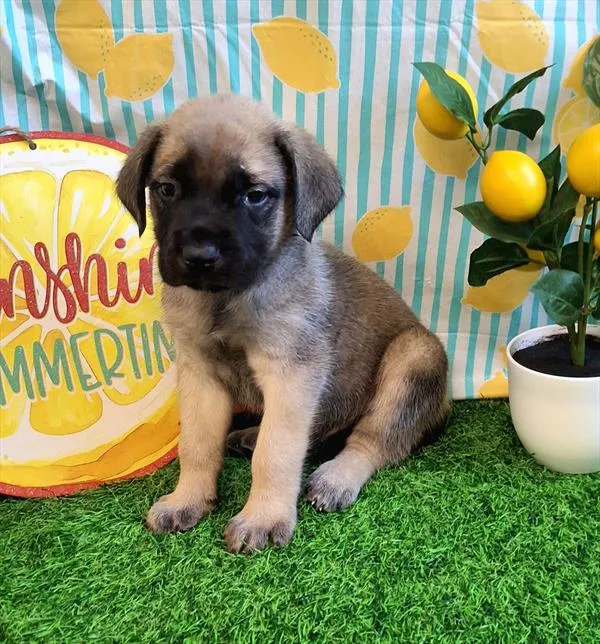 Male English Mastiff puppy named Beef Nugget for sale at Pet Express Saugus.