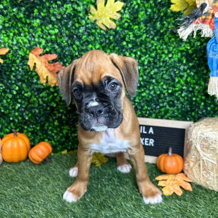 Female Boxer puppy named Laila for sale at Pet Express Braintree.