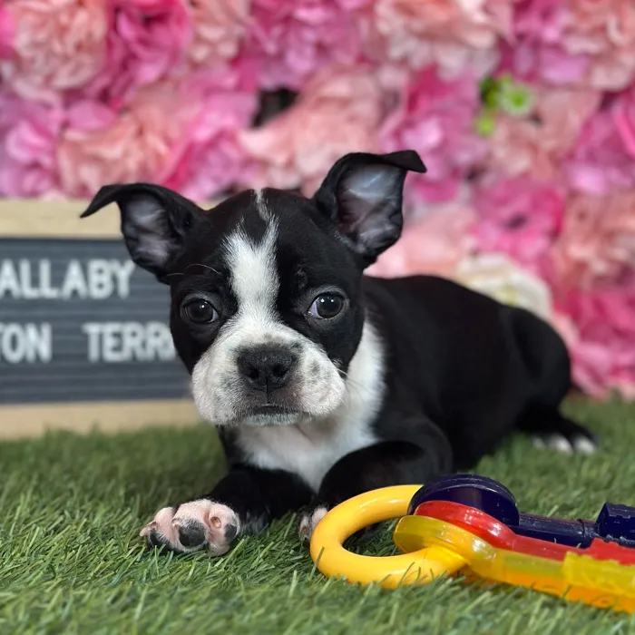 Male Boston Terrier puppy named Wallaby for sale at Pet Express Saugus.