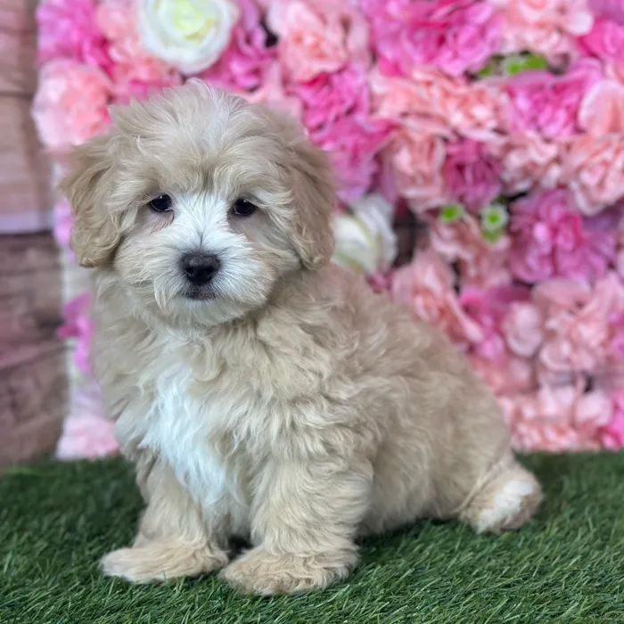 Male Malti-Poo puppy named Norman for sale at Pet Express Saugus.