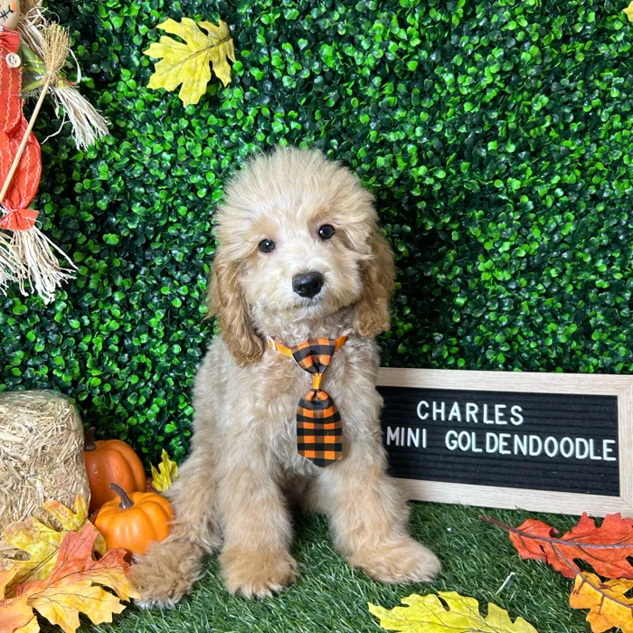 Male Mini Goldendoodle 2Nd Gen puppy named Charles for sale at Pet Express Braintree.