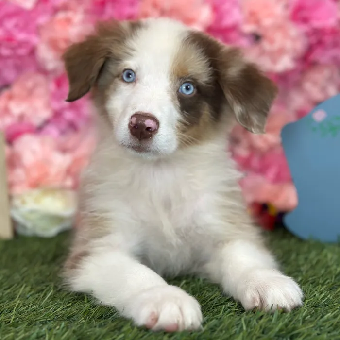 Male Miniature Australian Shepherd puppy named Rolo for sale at Pet Express Saugus.