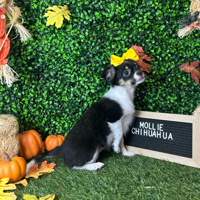 Female Chihuahua puppy named Mollie for sale at Pet Express Braintree.