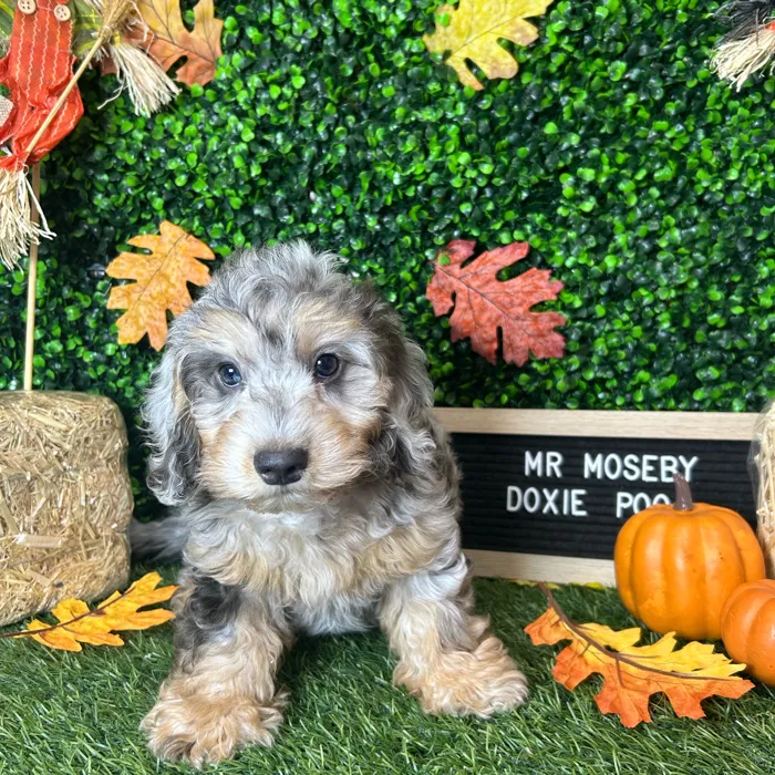 Male Doxie-Poo puppy named Mr Moseby for sale at Pet Express Braintree.