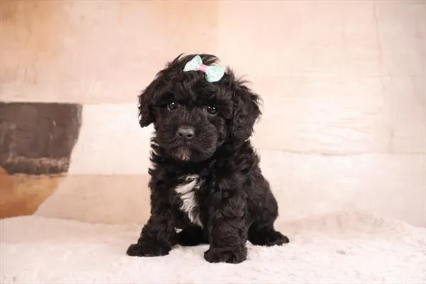 Female Poodle (Mini) puppy named Tootsie for sale at Pet Express Saugus.