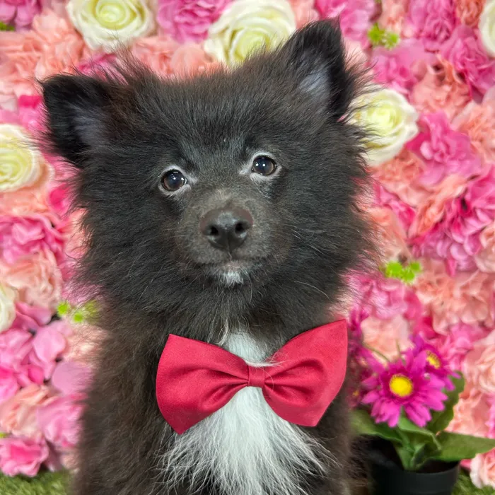 Male Pomeranian puppy named Salem for sale at Pet Express Braintree.