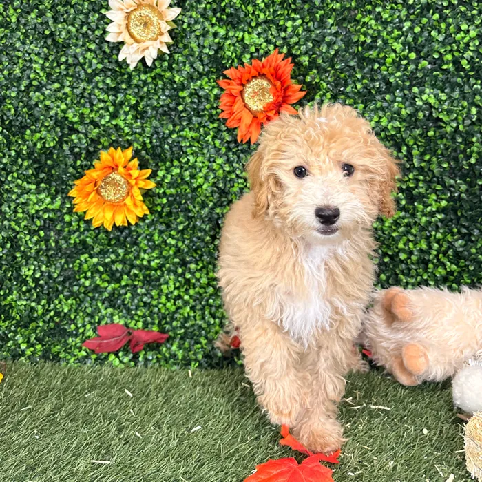 Female Poodle (Mini) puppy named Sweet Pea for sale at Pet Express Saugus.