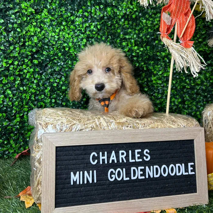Male Mini Goldendoodle 2Nd Gen puppy named Charles for sale at Pet Express Braintree.