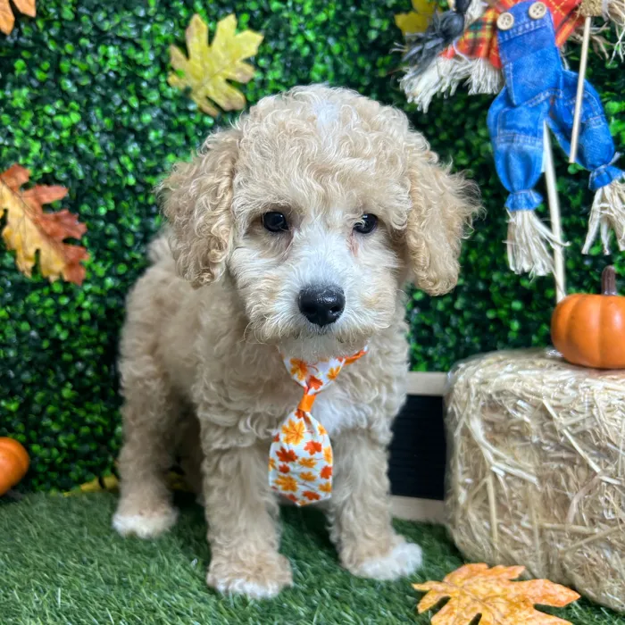 Male Poodle (Mini) puppy named Scooter for sale at Pet Express Braintree.