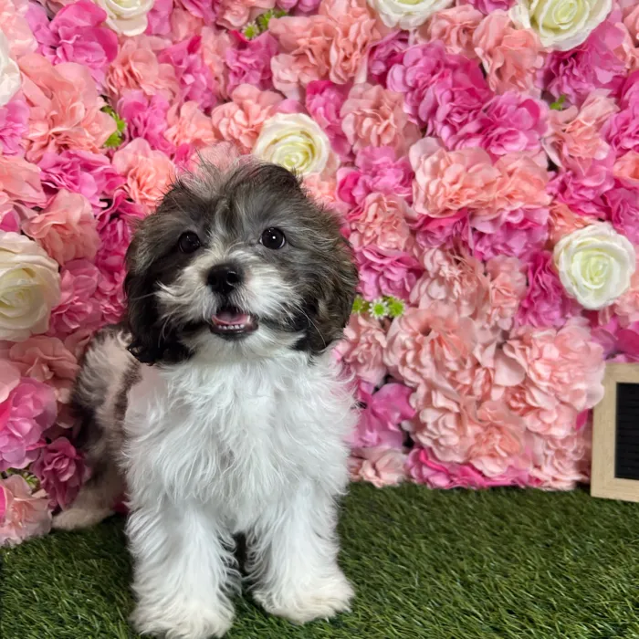Female Teddy Bear (Zuchon) puppy named Beth for sale at Pet Express Braintree.