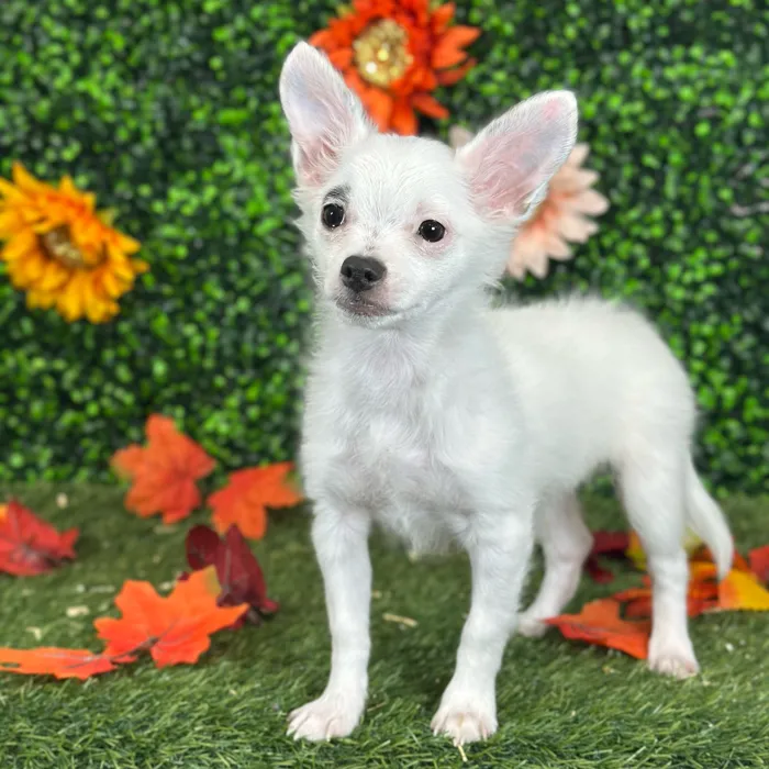 Male Chihuahua puppy named Mel for sale at Pet Express Saugus.