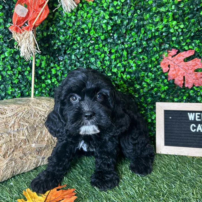Female Cavapoo puppy named Wednesday for sale at Pet Express Braintree.