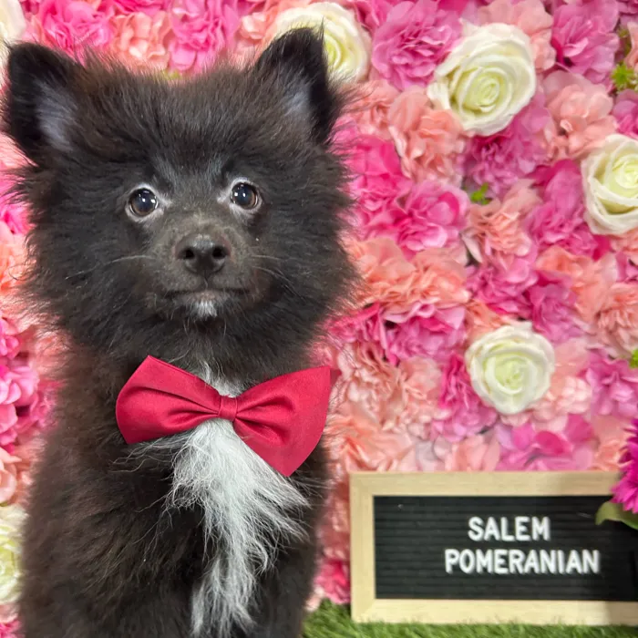 Male Pomeranian puppy named Salem for sale at Pet Express Braintree.