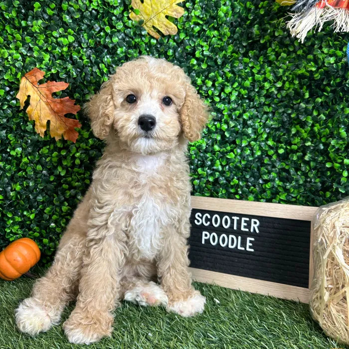 Male Poodle (Mini) puppy named Scooter for sale at Pet Express Braintree.